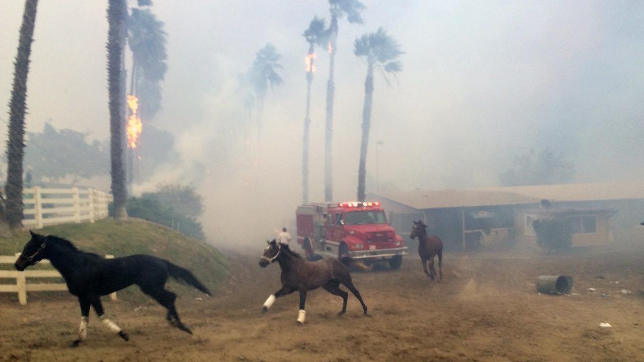 Racehorses set free as California wildfire nears training facility