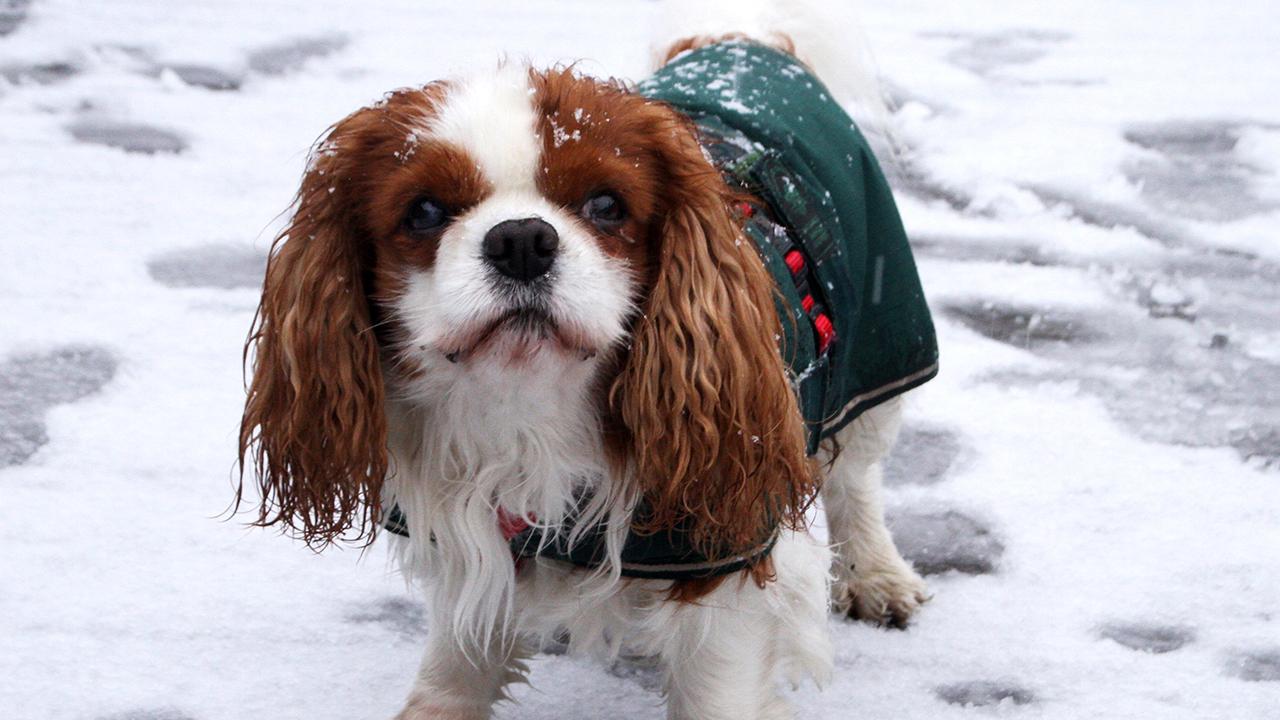 Many breeds need extra layers to brave winter's chill