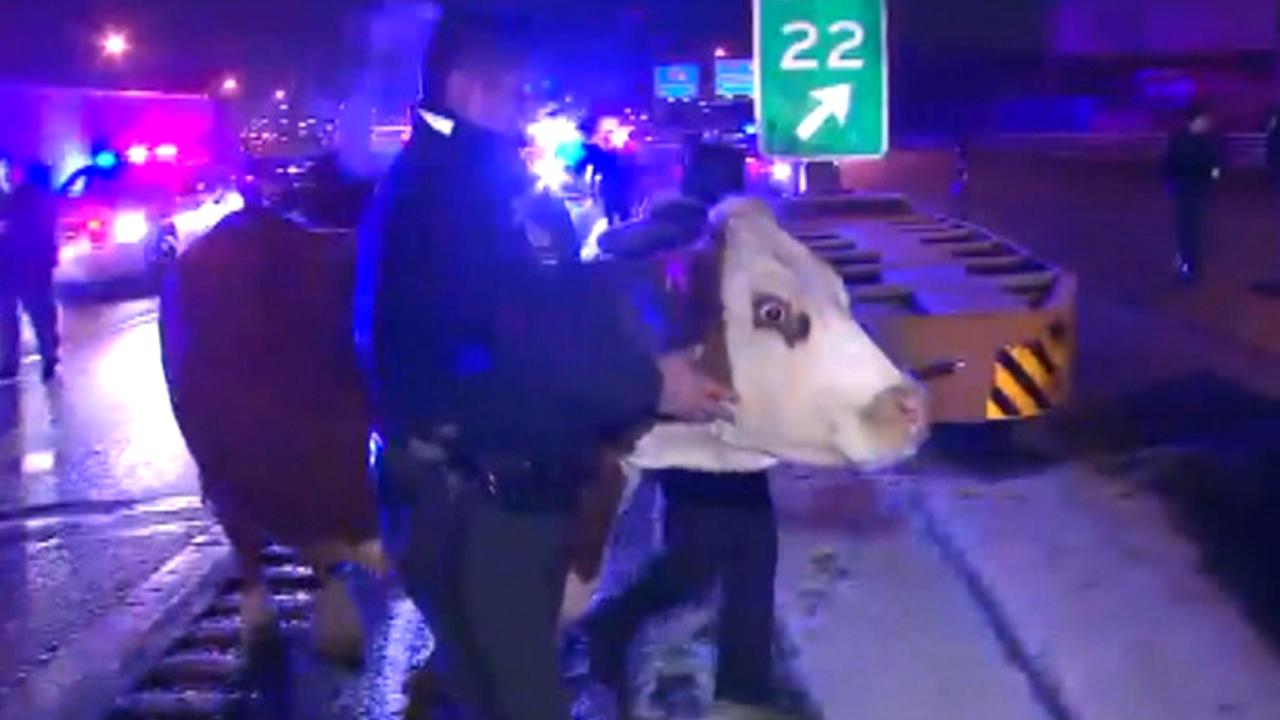 Cow that escaped nativity scene corralled by cops on highway