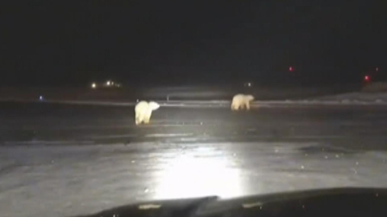 Polar bears spotted running along Alaska airport field