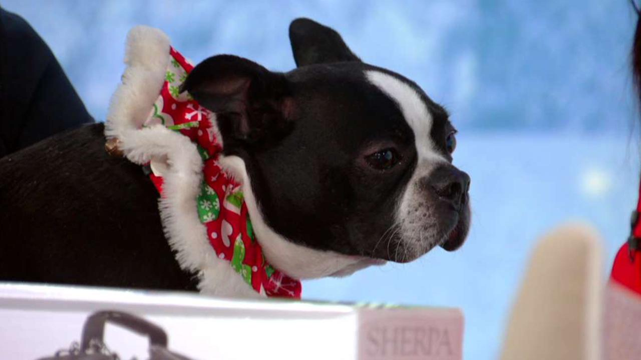 Holiday gifts that are perfect for pets