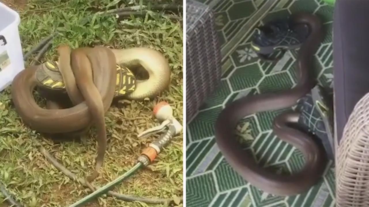 Python appears obsessed with man's running shoes