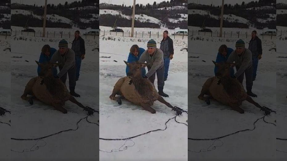 13 elk rescued from freezing Wyoming water by good Samaritans