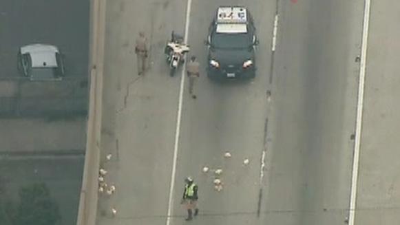 Chickens fowl up commute on California freeway