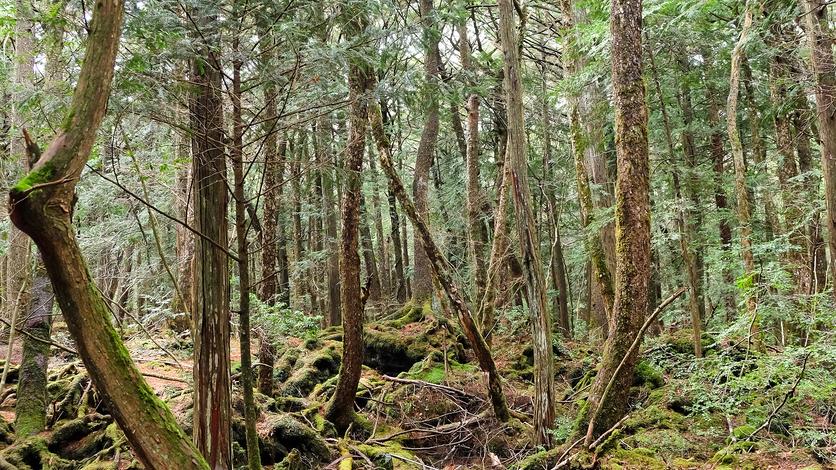 ‘Suicide Forest’: Reason behind Japanese forest’s moniker