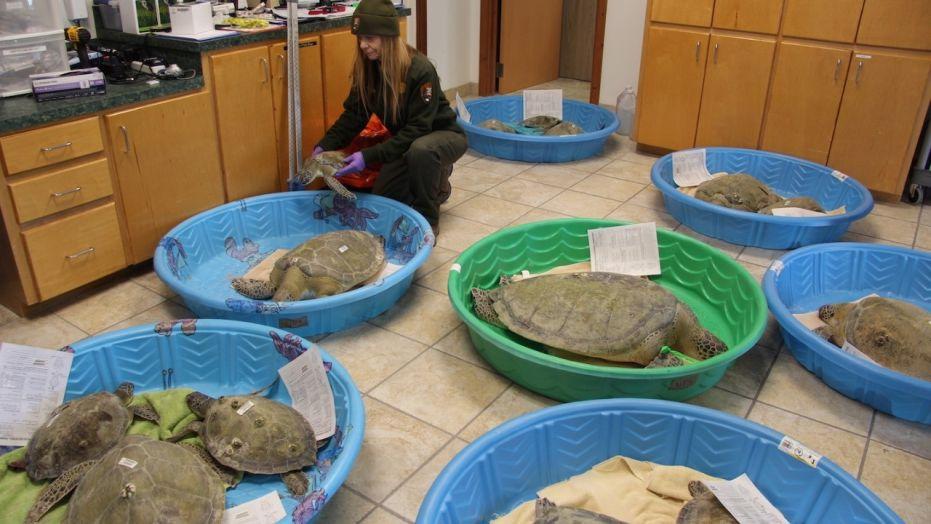 Nearly 1,000 sea turtles rescued along Texas Gulf Coast