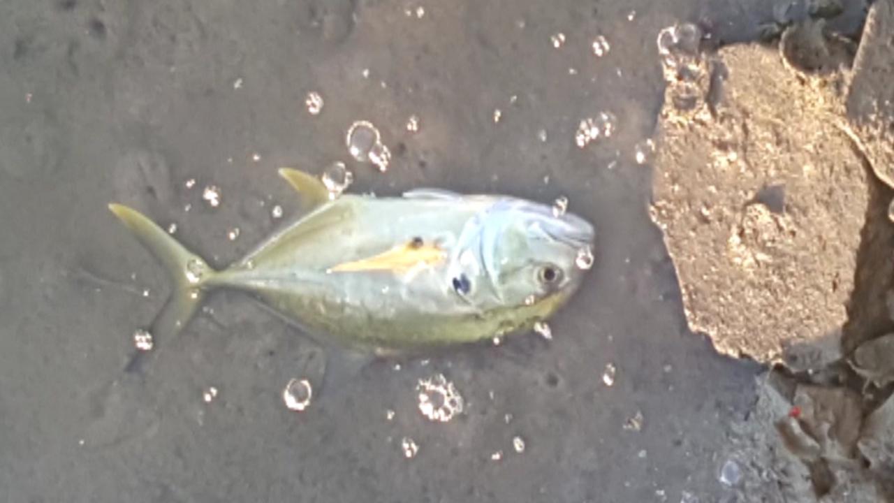 Cold snap triggers fish kills in Florida
