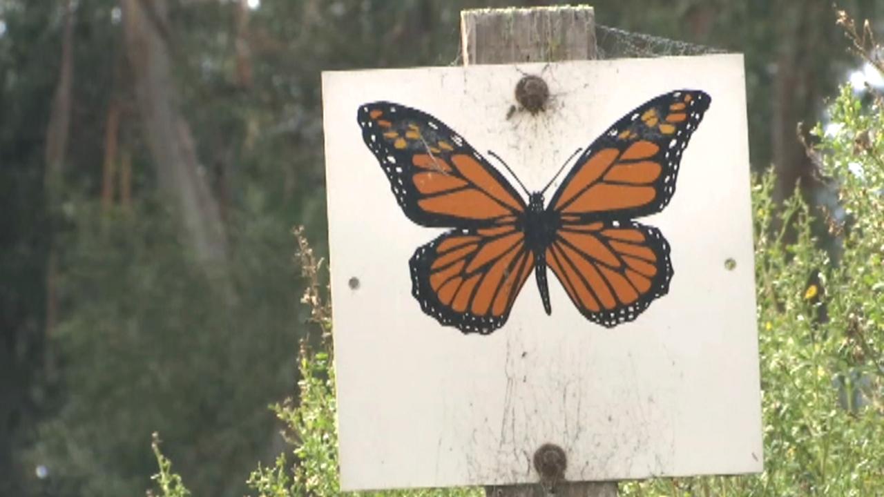 Concern at key monarch butterfly migration site