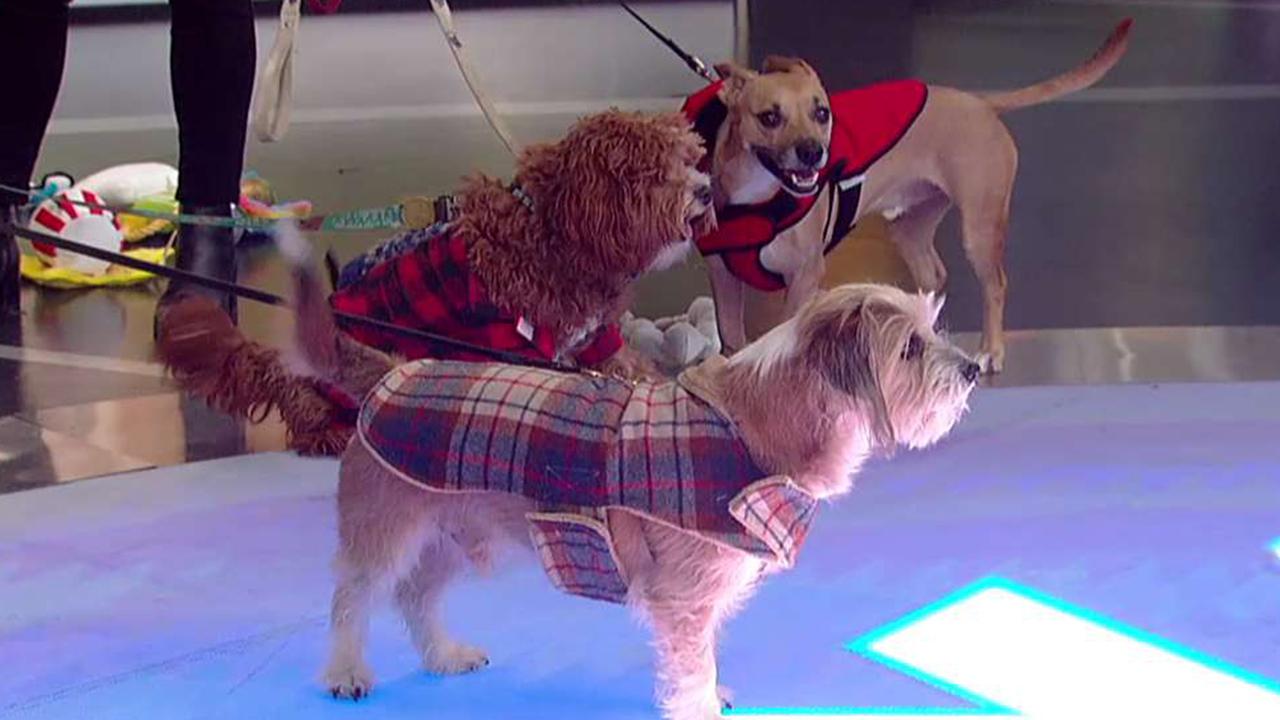 Pups celebrate National Dress Up Your Pet Day