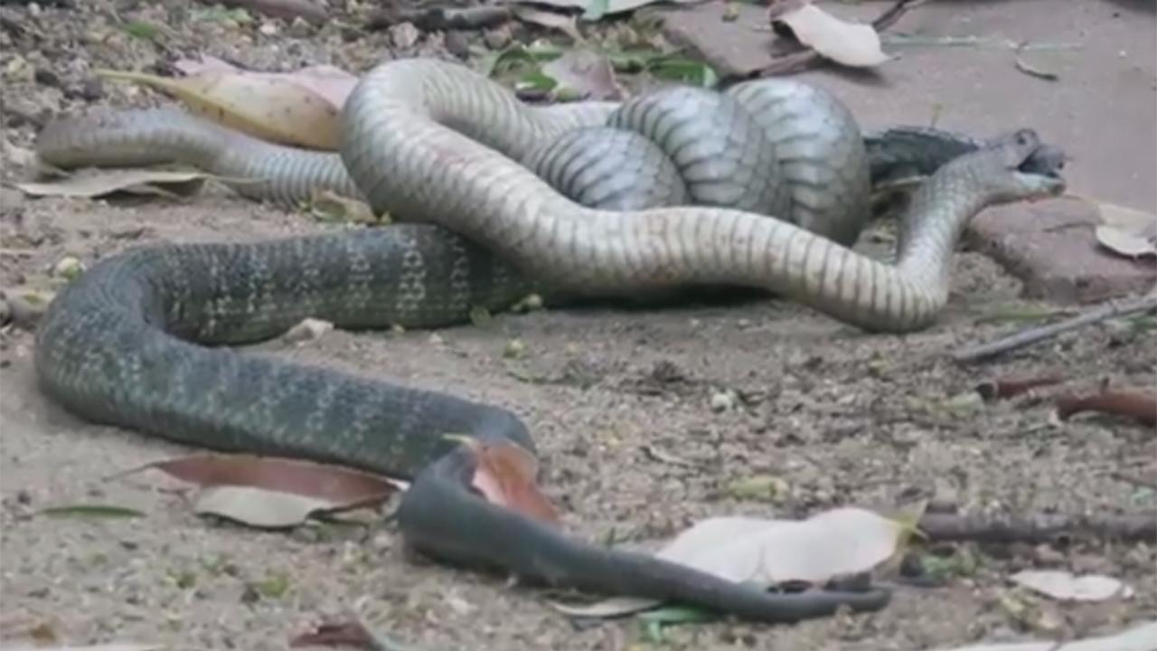 Brutal fight to the death between snakes caught on video