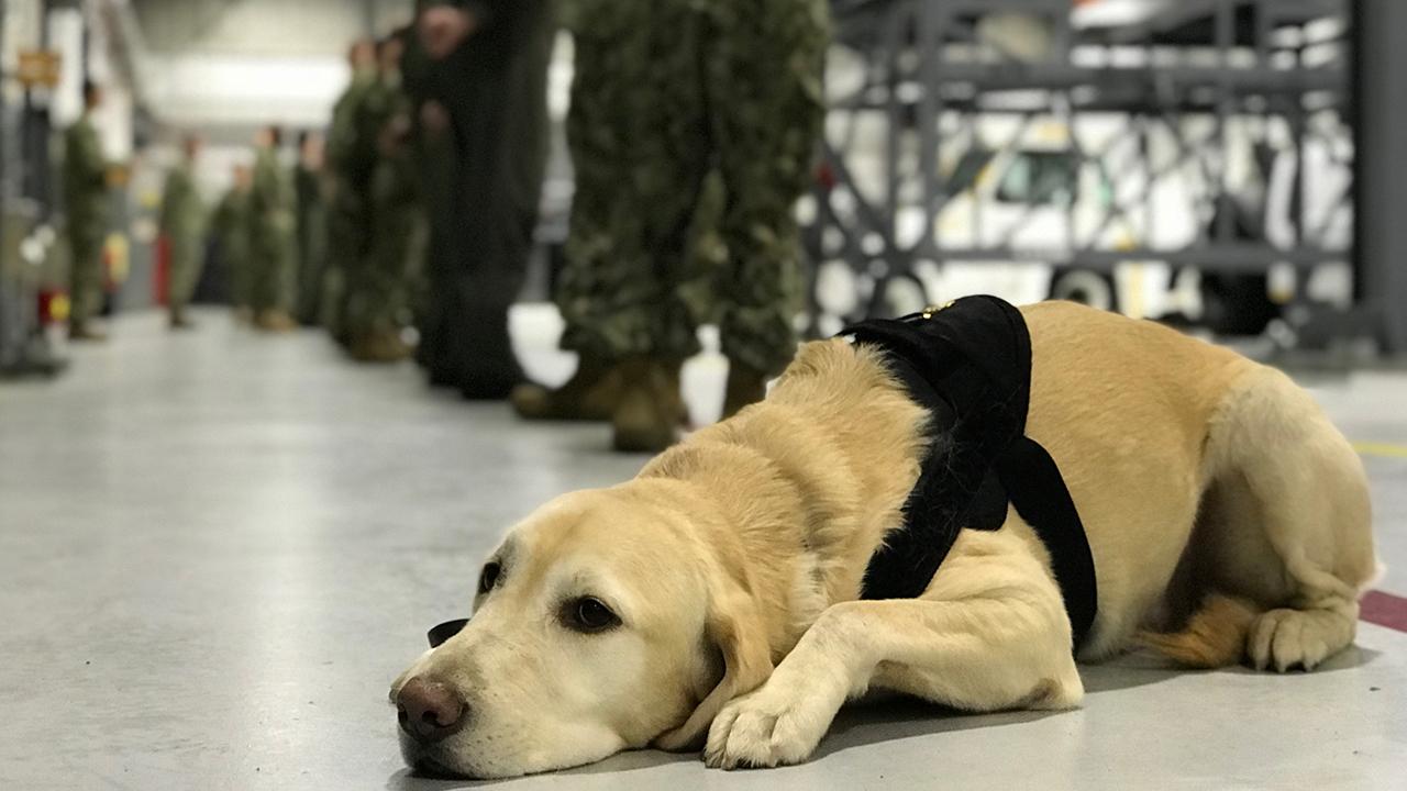 Navy base uses stress dog to prevent suicide among its ranks