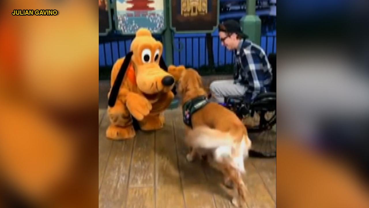 Service dog's Pluto encounter goes viral