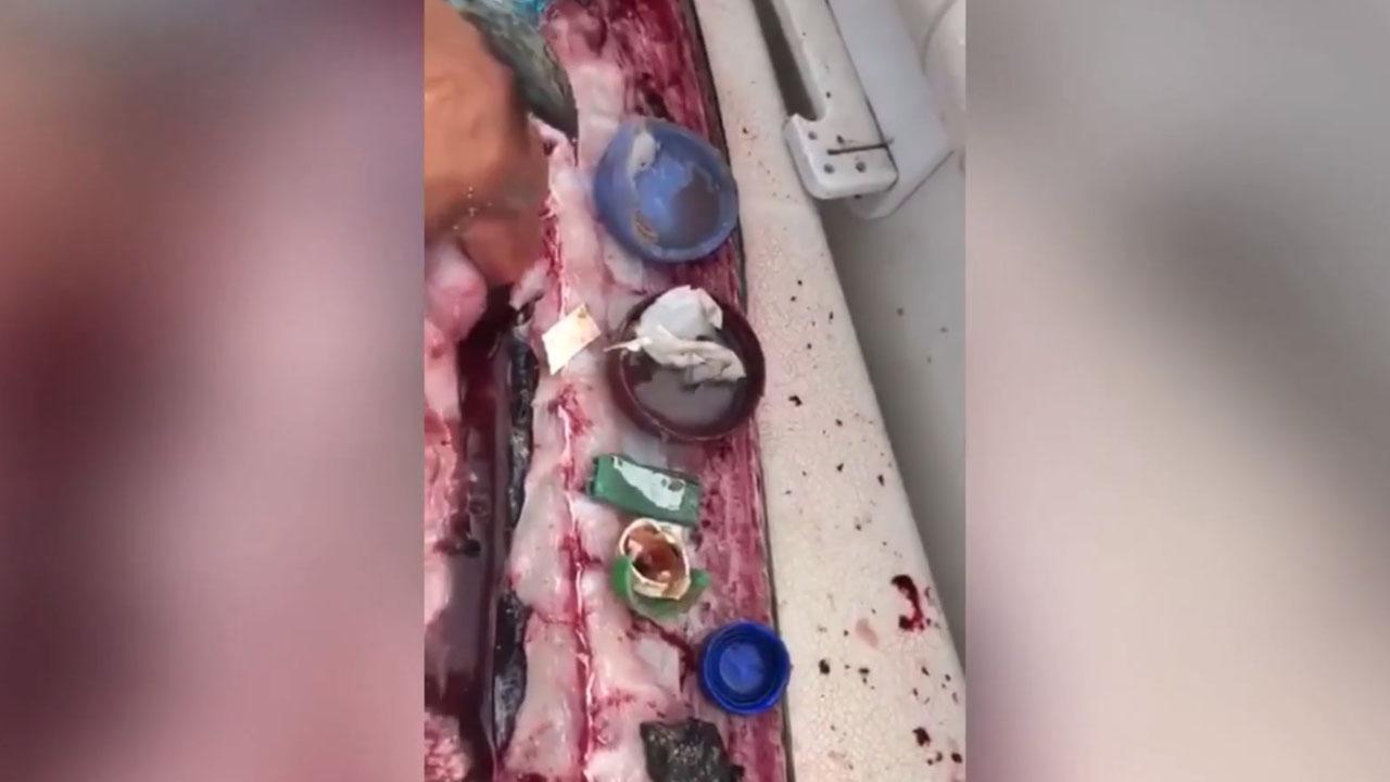 Shocking video: Gutted fish reveals trash, bottle caps, lighter