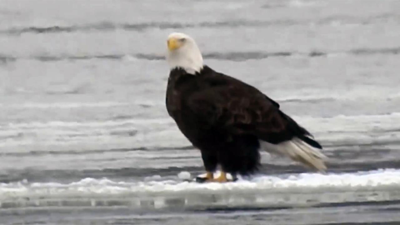 Bald eagles casually float on ice down Mississippi River