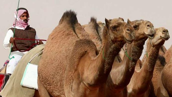 Camel beauty pageant rocked by Botox scandal