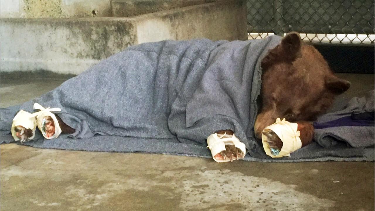 Bears burned in California wildfires treated with fish skins