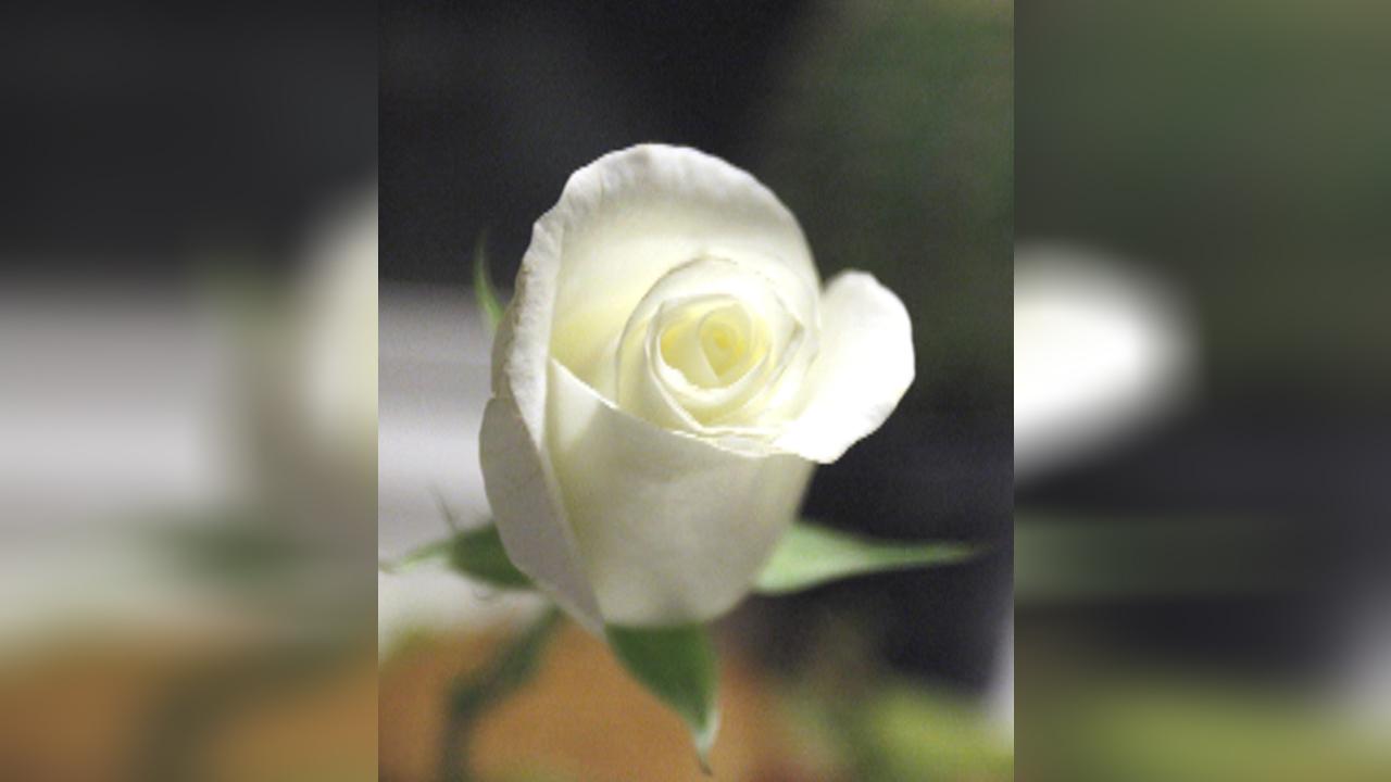 Why stars will be wearing white roses at the Grammys