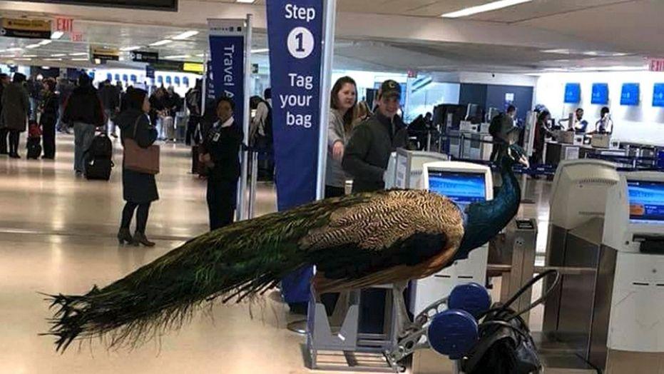 alaska airlines service animal