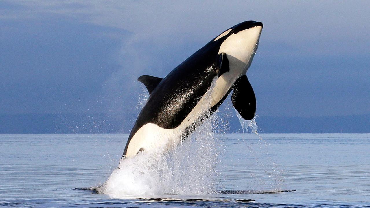 Killer whale learns how to say 'hello'