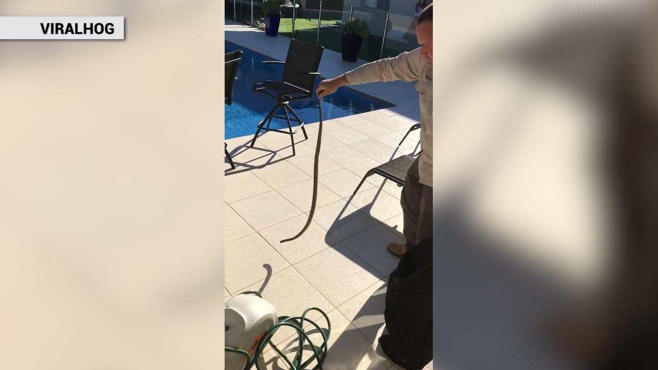 Scary surprise: Video shows super deadly snake caught lurking inside garden hose  reel