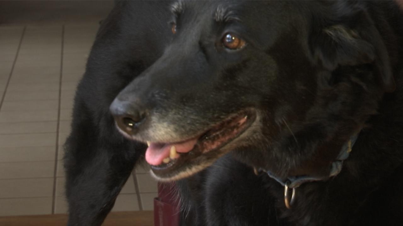 Lost Pennsylvania dog found 10 years later