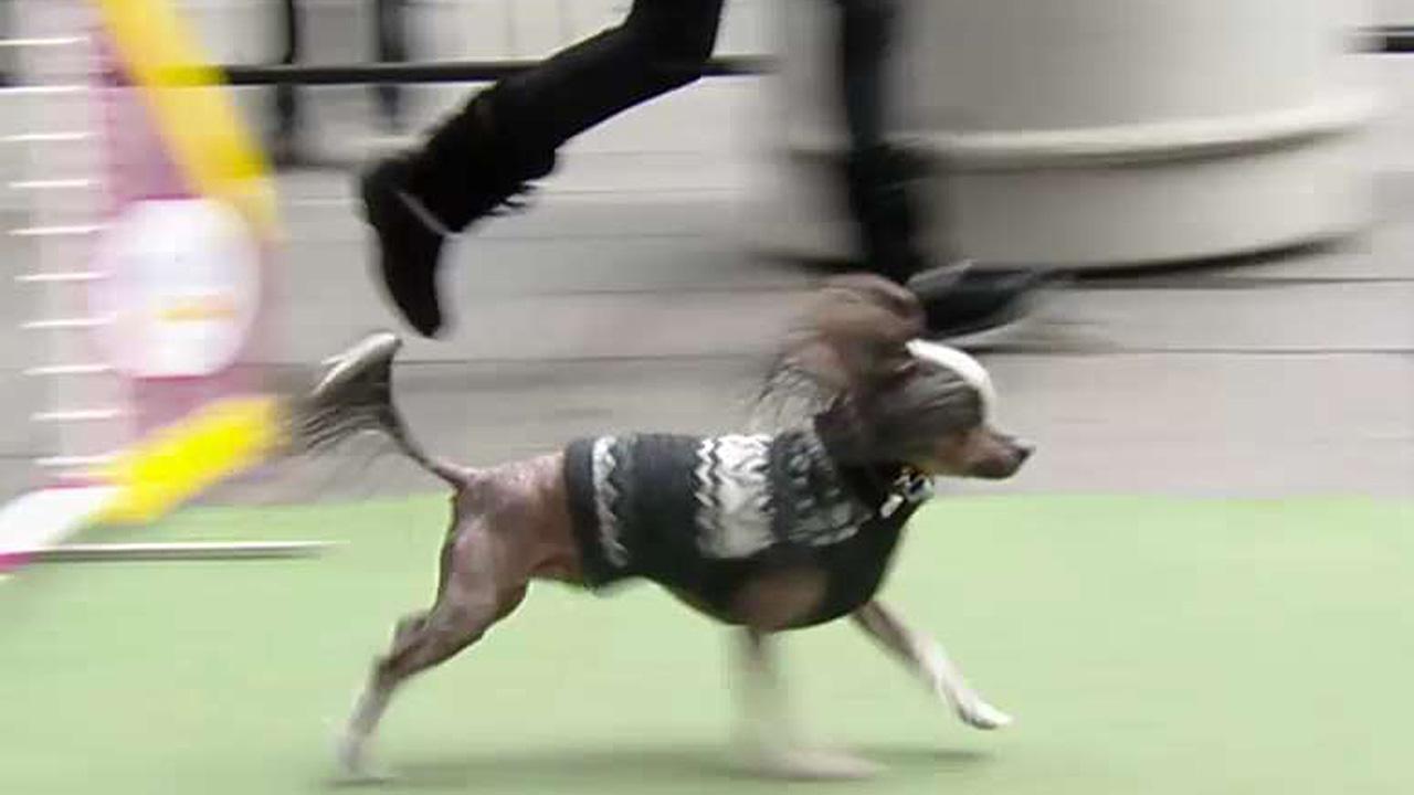 Westminster dogs show off their skills on 'Fox & Friends'