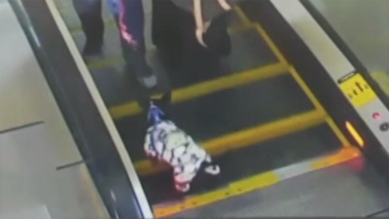 Good Samaritan saves service dog from airport escalator