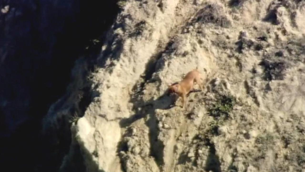 Man falls off cliff trying to rescue his dog