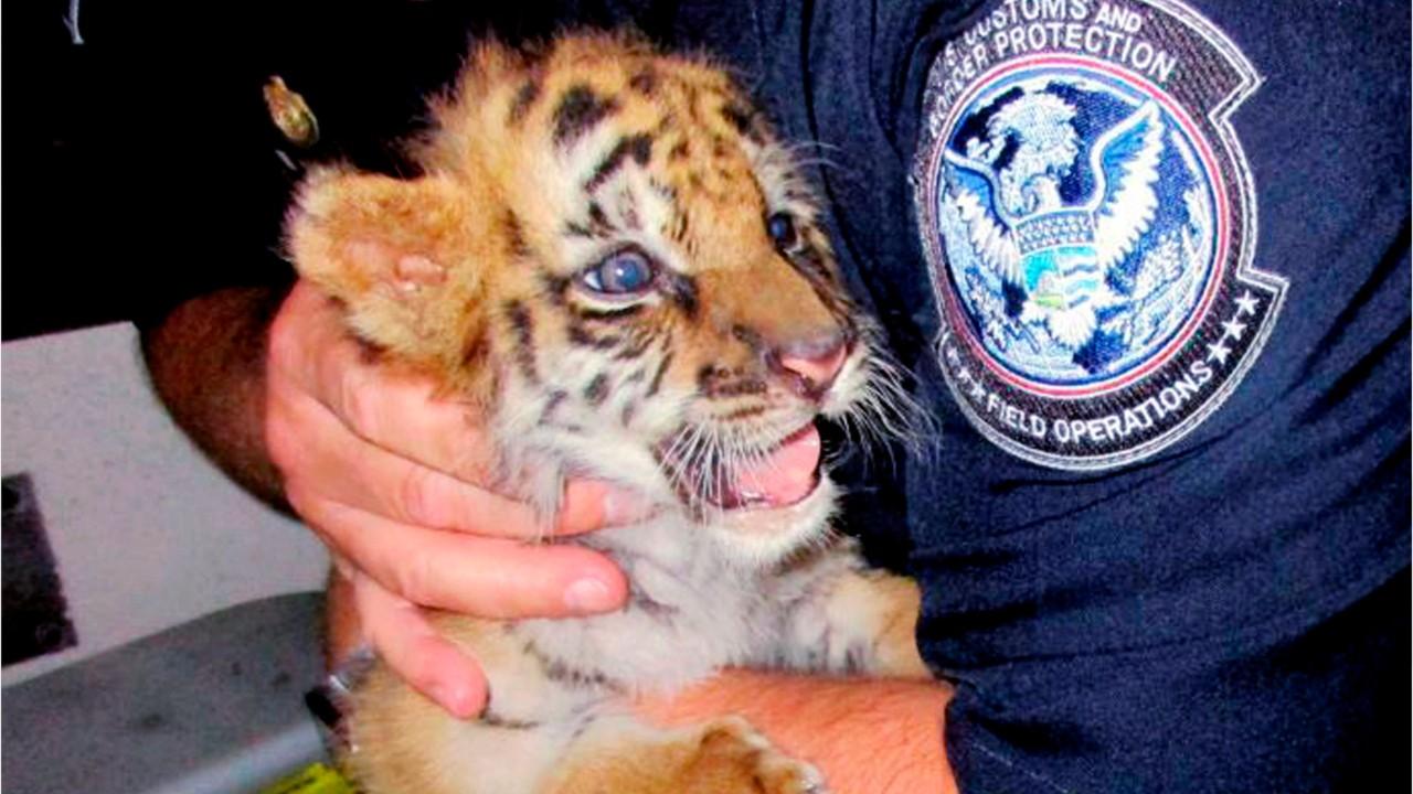 Teen who smuggled Bengal Tiger cub gets 6 months