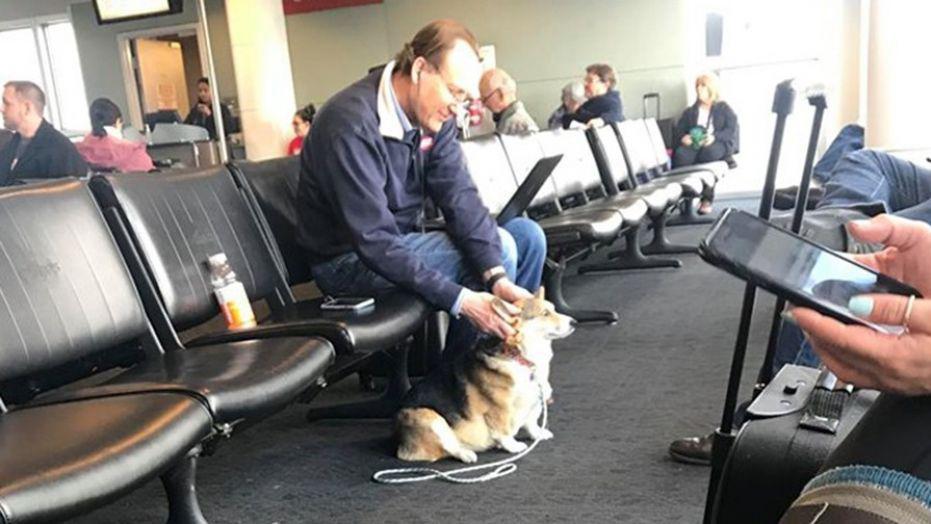 Corgi comforts stranger who recently lost his own dog