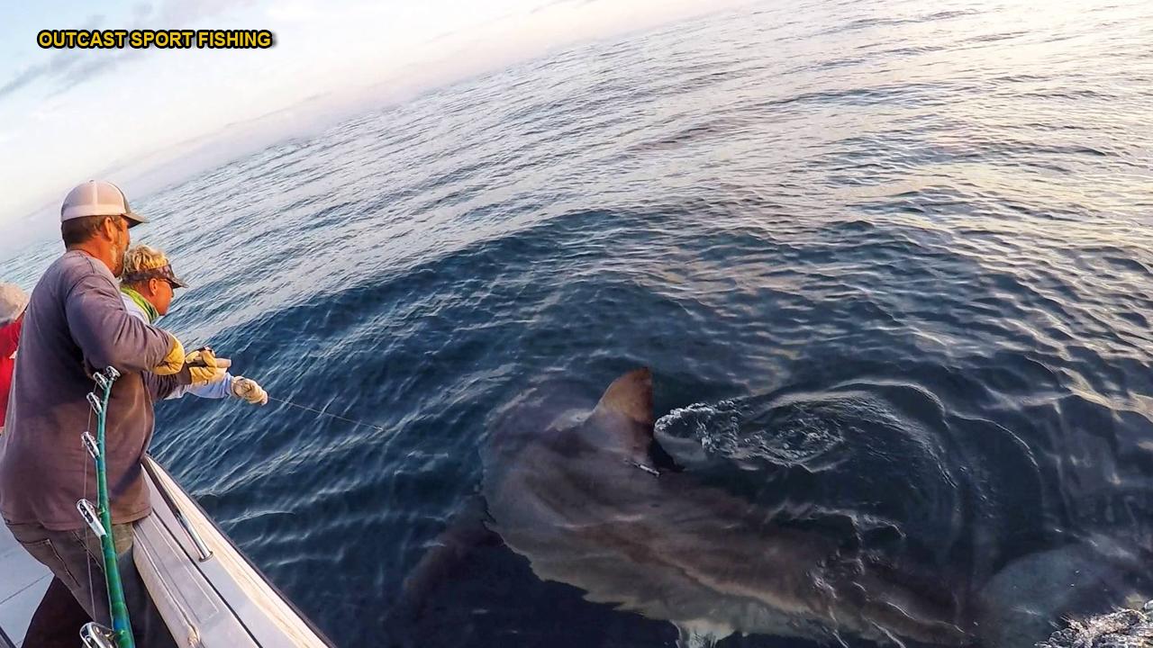 Dramatic video: Fishermen catch 16-foot shark