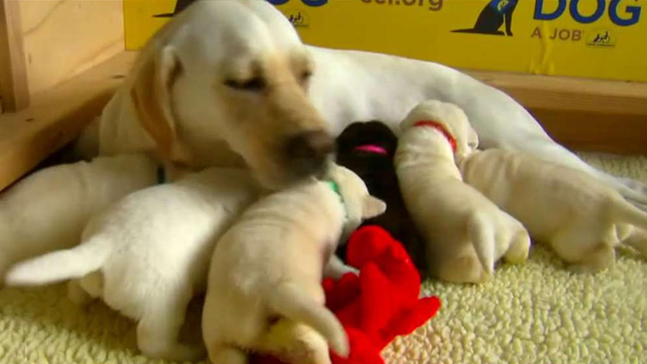 'Daily Briefing' gets inside look at assistance dog program