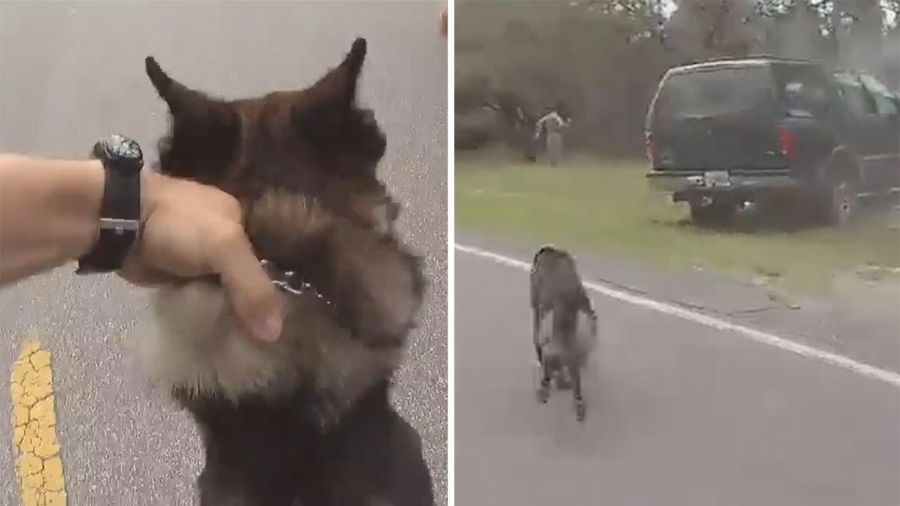 Deputy and his K9 partner split up to catch suspects