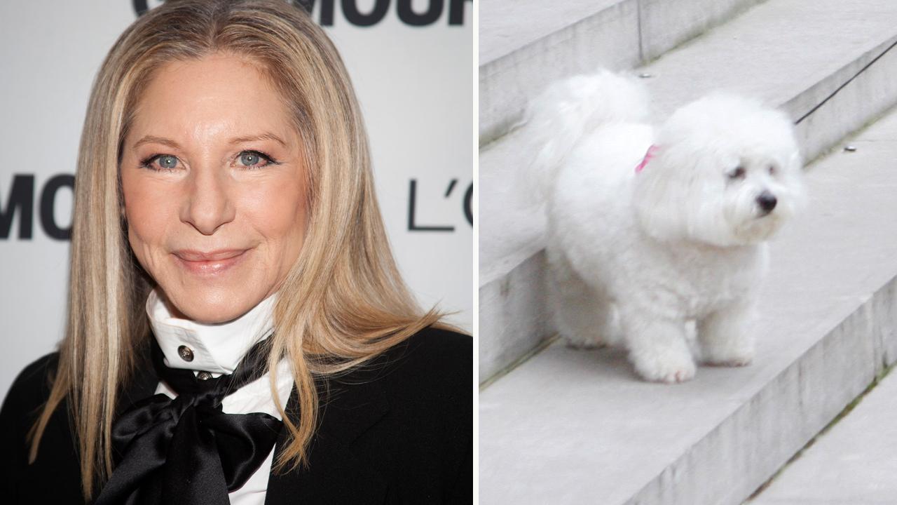 Barbra Streisand cloned her dog Samantha twice