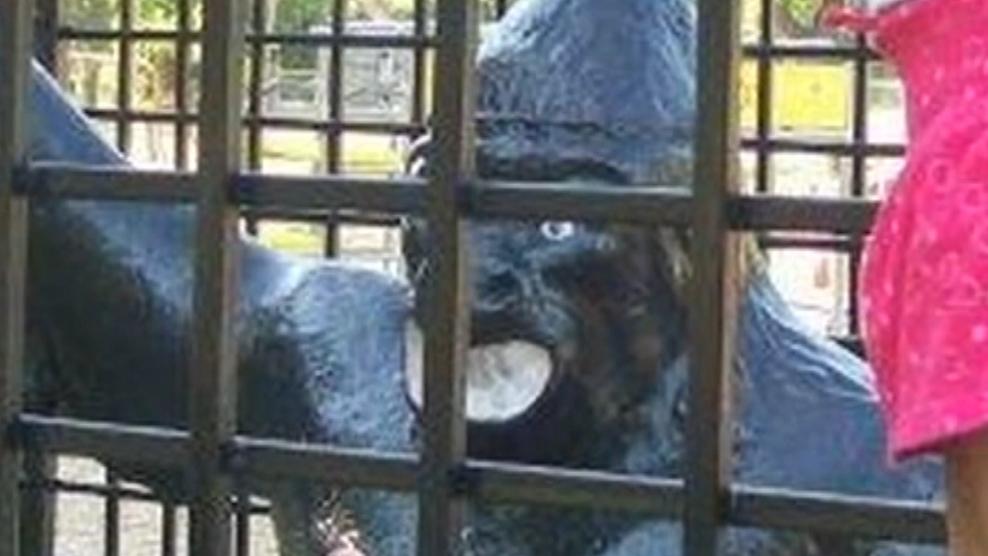 Gorilla statue removed from park amid racial complaints