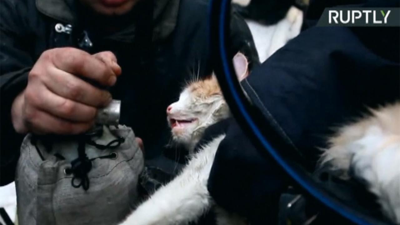 Firefighters bring cat back to life in dramatic rescue video