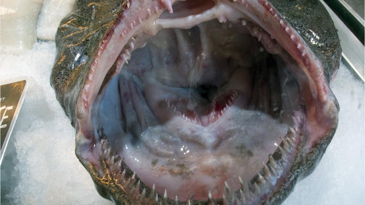 'Nightmare' monkfish promoted as affordable seafood