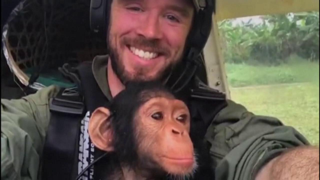 Anti-poaching pilot flies baby chimpanzee to safety