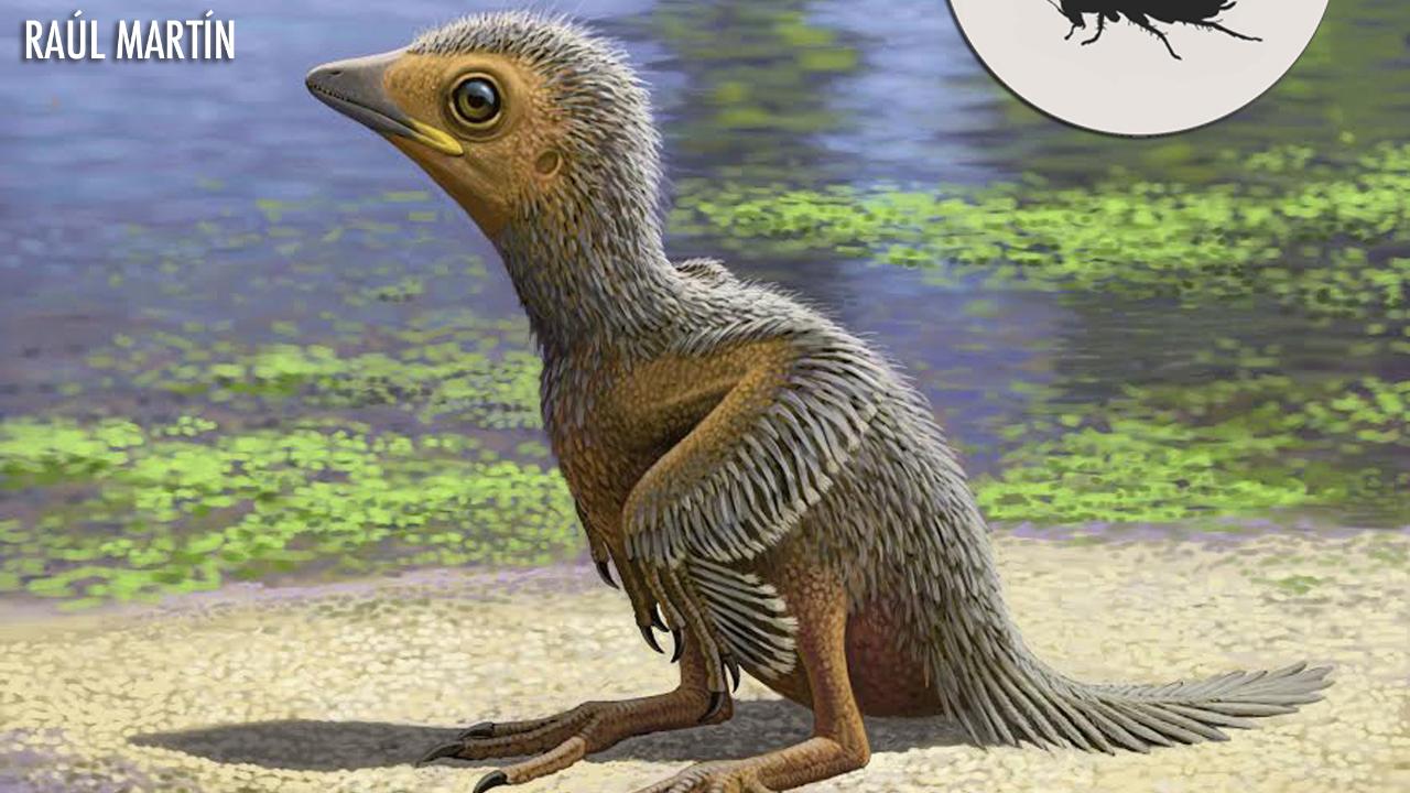 Baby bird fossil found that could shed light on evolution