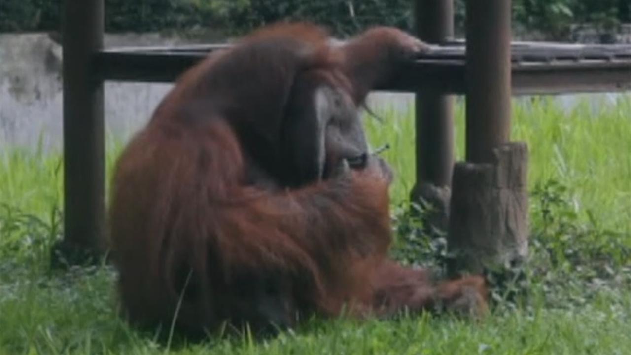 Orangutan smokes cigarette at Indonesia zoo