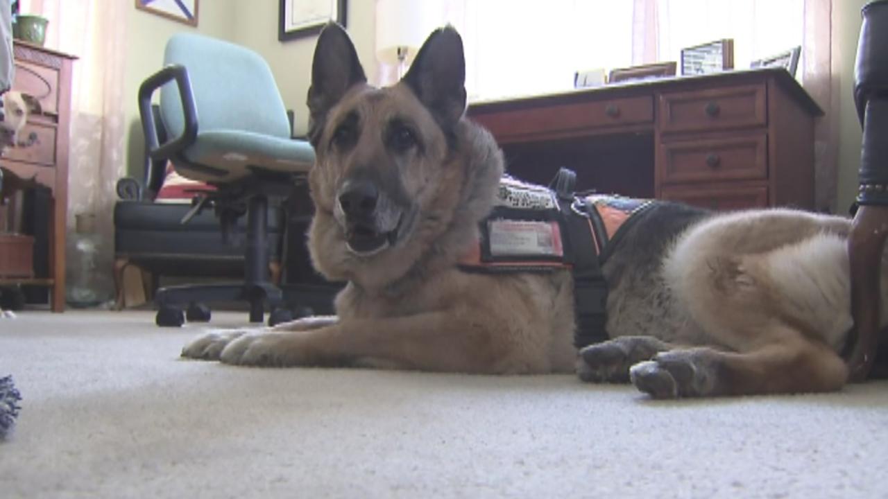 Hero dog honored after fourteen years of service