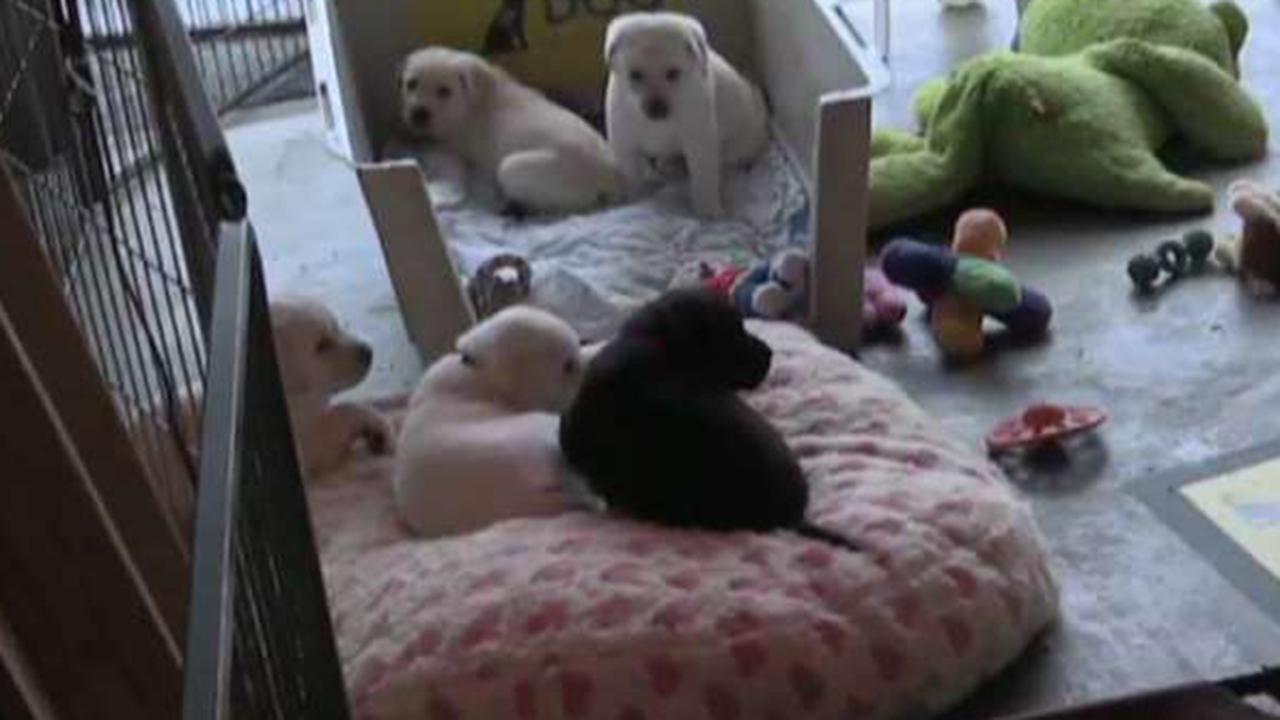 Puppy cams shows live look at assistance pups in training