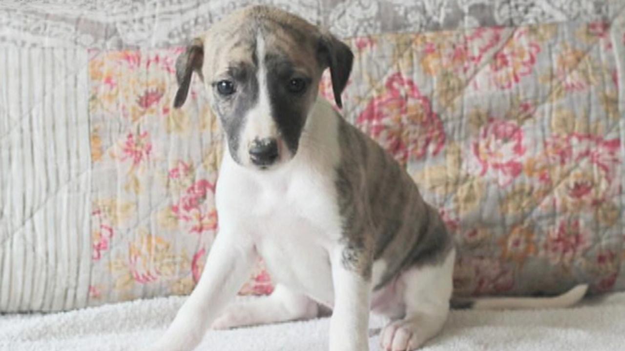 Delta sends puppy to wrong location on cross-country trip