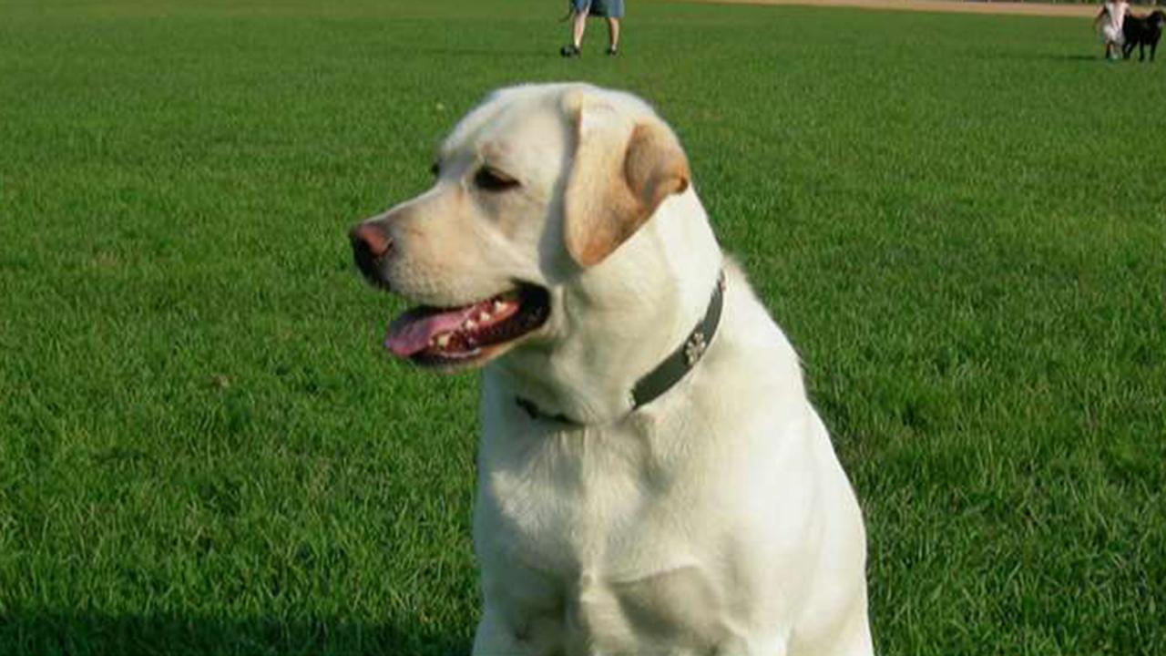 PETA objects to bill to make Ohio's state dog the Labrador