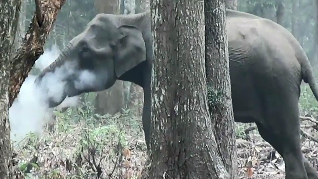 WILD video: Smoke-breathing elephant caught on camera