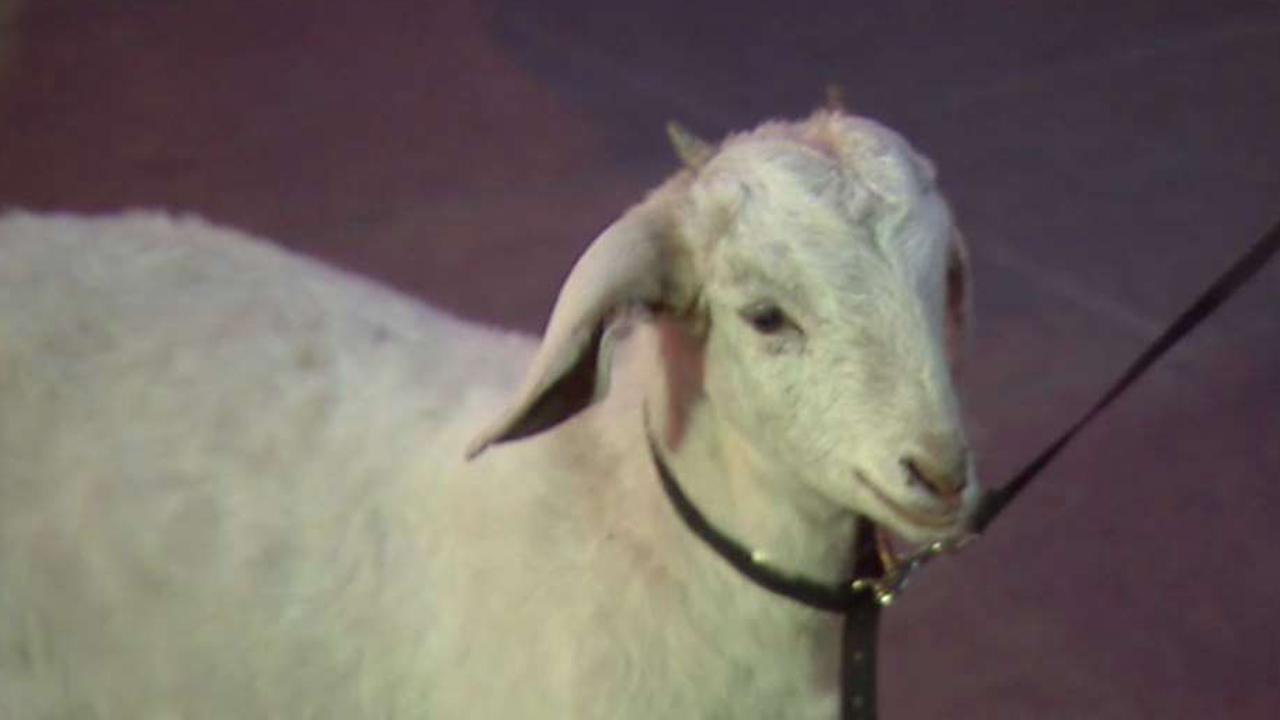 How goats are helping to end world hunger