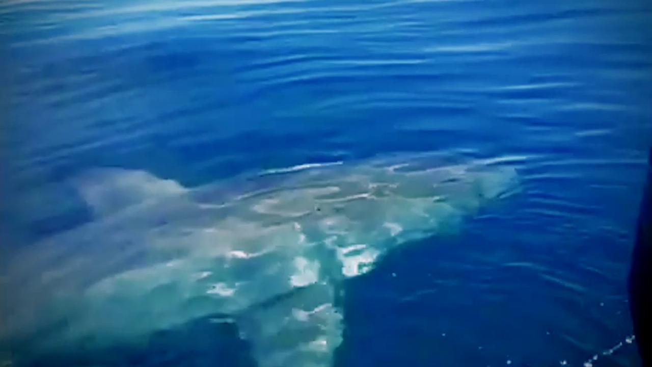Giant Great White Shark Caught On Camera Circling Florida Mans Boat It Was Like A Movie