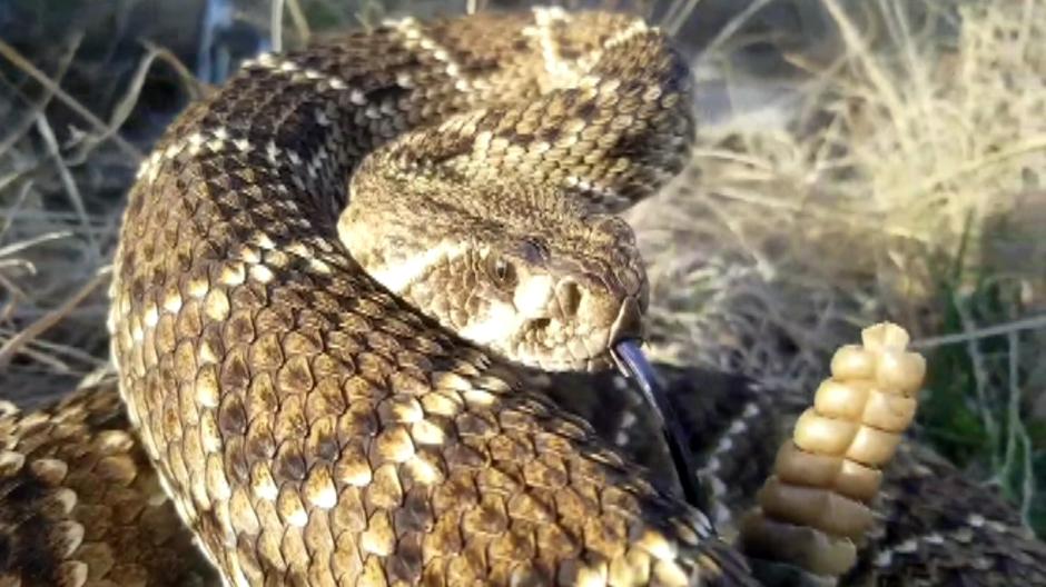 Man catches a 6-foot rattlesnake, suffers heart attack after