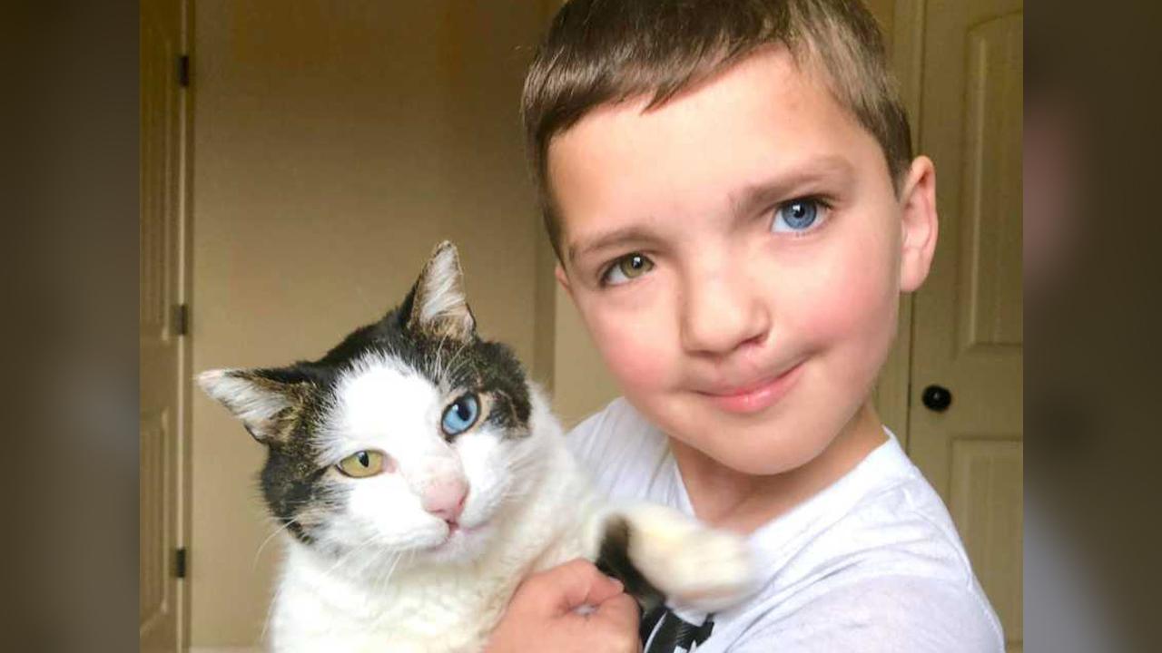 Boy finds rescue cat with same rare condition