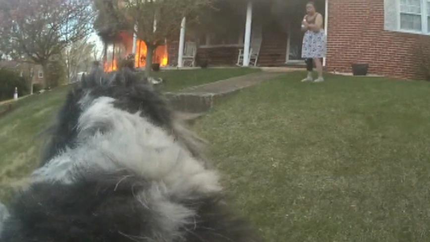 Police officer rescues dog from house fire in Virginia